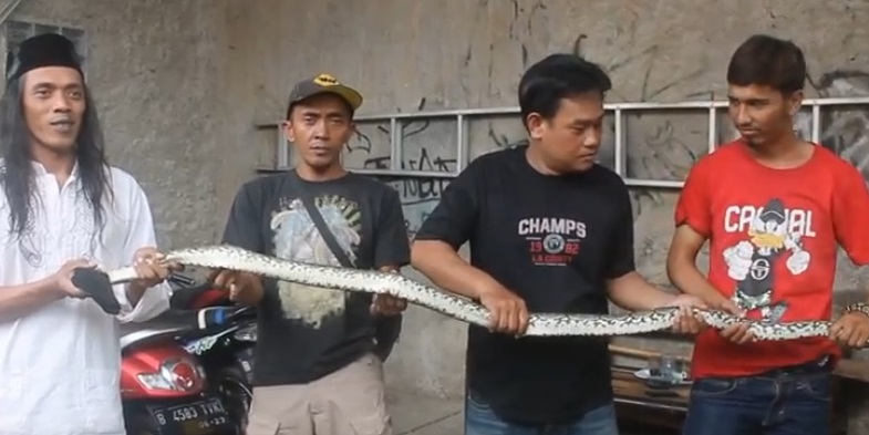Ular Sanca 2 Meter Ditangkap saat Hendak Mangsa Ayam di Mampangan Depok