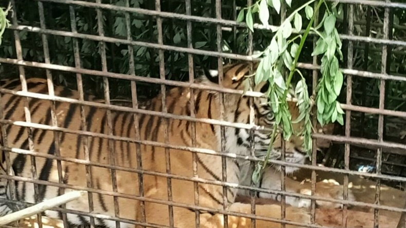 Ada 17 Ekor Harimau yang Tersebar di Beberapa Wilayah Sumsel