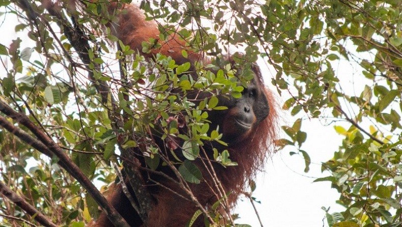 Kebakaran Lahan di Hulu Sungai Utara Ancam Habitat Orang Utan