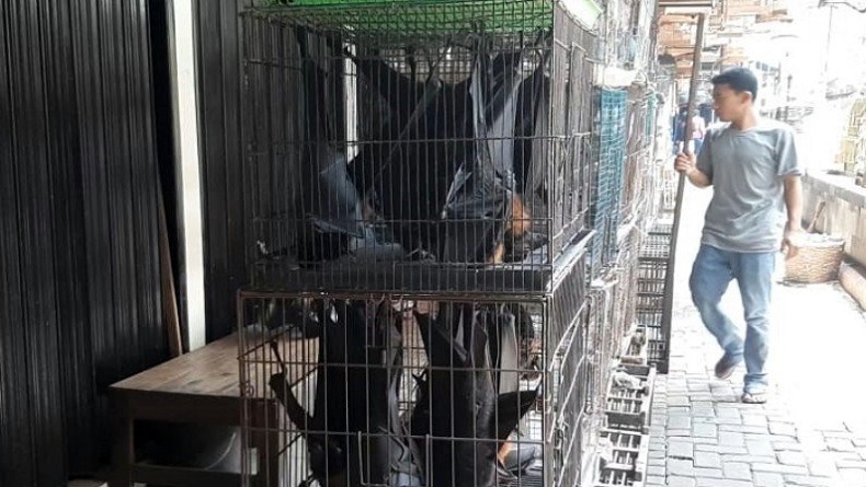 Kisah di Balik Larangan Memakan dan Membunuh Kelelawar dalam Islam