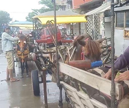 Pemkot Jaksel Gelar Vaksin dan Suntik Tetanus Gratis 39 Kuda