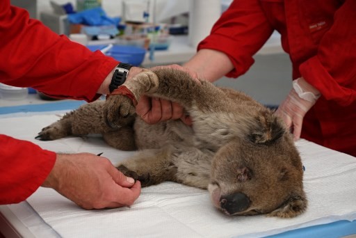 Puluhan Koala Mati akibat Penebangan Hutan Ilegal, Pemerintah Australia Marah