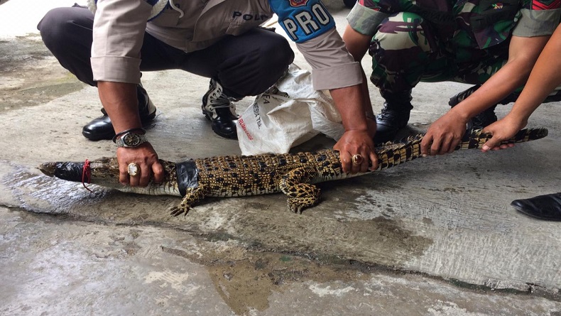 Geger Anak Buaya Nongol di Sungai Progo Yogyakarta