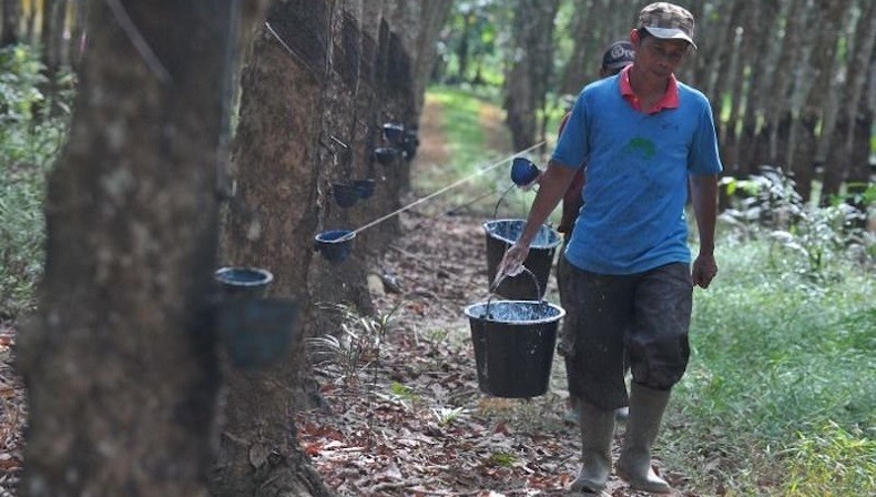 Penyakit Gugur Daun Karet di Sumsel Sudah Terkendali, Petani Diminta Tetap Waspada