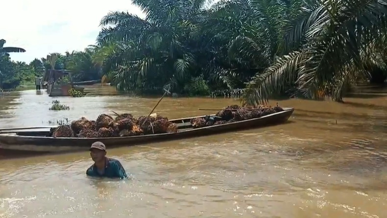 Lahan Terendam Banjir, Petani di Musi Banyuasin Panen Sawit Pakai Perahu