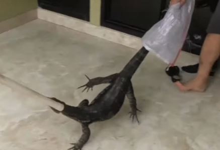 Biawak 2 Meter Masuk Ruangan, Polisi di Polsek Jatinegara Heboh