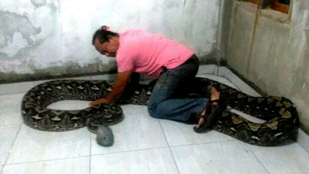 Warga Camba Maros Temukan Ular Piton Raksasa saat Buang Sampah