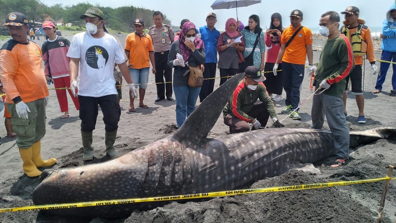 Paus Mati Terdampar di Pantai Congot Yogyakarta, Diduga Ikan yang Muncul Berkali-kali