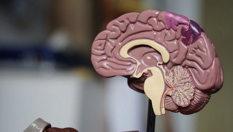 Ilmuwan Bikin Neuron Buatan dan Biologis Berkomunikasi lewat Internet
