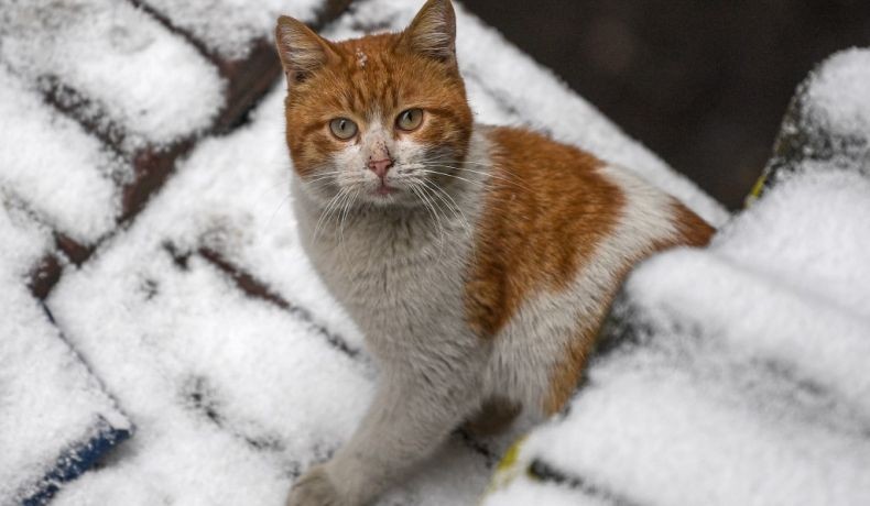 Indonesian Cat Association Kecam Keras Rumah Jagal Kucing di Medan