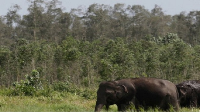 Gajah Mengamuk dan Injak Anggota Babinsa hingga Tewas di OKI, Ini Penjelasan BKSDA