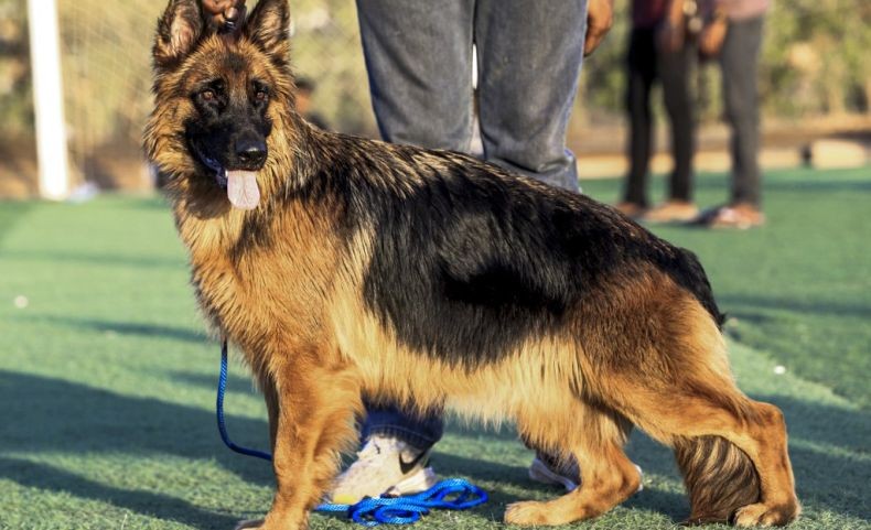 2 Anjing di Hong Kong Positif Virus Korona, Tertular dari Majikan