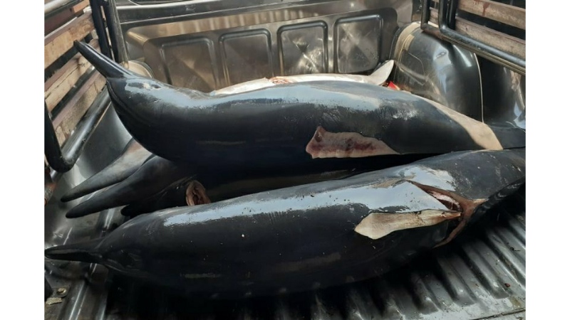 Nelayan di Tulungagung Ditangkap karena Membunuh dan Menjual Ikan Lumba-Lumba