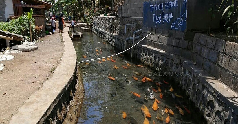 Keunikan Wisata di Banyuwangi, Ada Selokan Jernih Dijadikan Kolam Ikan Koi