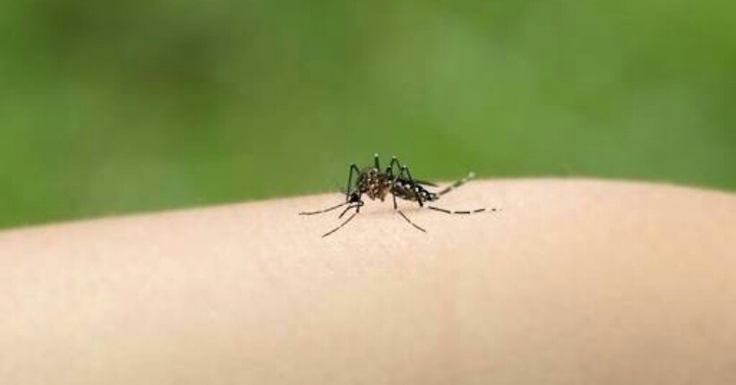 Selain Virus Corona, Jangan Abaikan DBD dan Cegah dengan Ekstrak Sereh