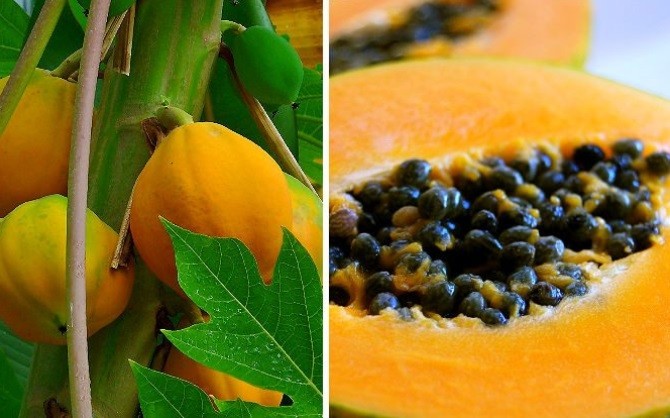  Wabah Virus Corona, Yuk Konsumsi Makanan Mengandung Vitamin E untuk Kuatkan Imunitas Tubuh