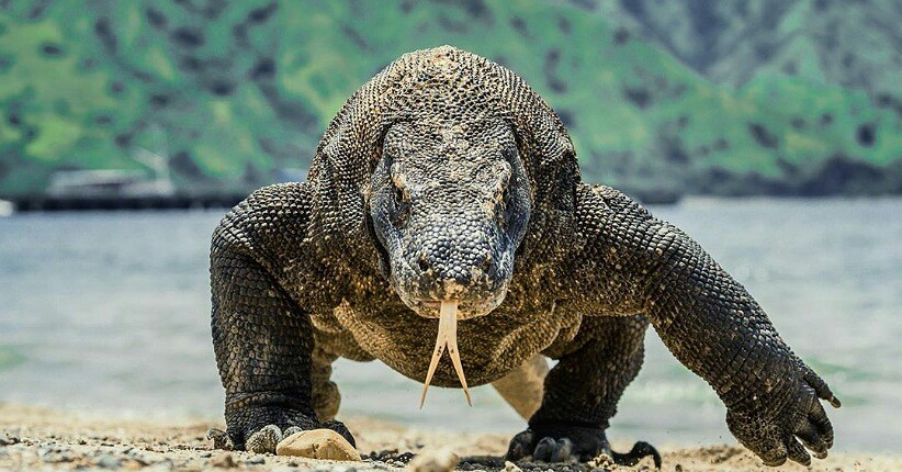 5 Tempat Tereksotis di Pulau Komodo, Salah Satunya Terapit di Antara Gunung Karang