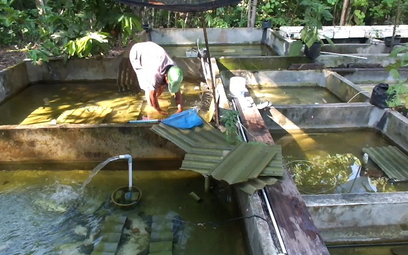 Warga Gunungkidul Sukses Kembangkan Lobster Air Tawar, 1 Kg Dijual Rp150.000
