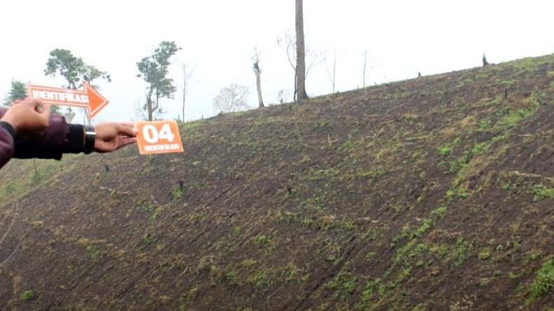 Nekat Ubah Hutan jadi Lahan Kentang dan Kubis, Kades di Bondowoso Jadi Tersangka