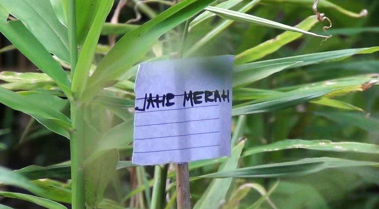 Hadapi Corona, Warga Bandung Sulap Halaman Rumah Jadi Kawasan Pangan Lestari