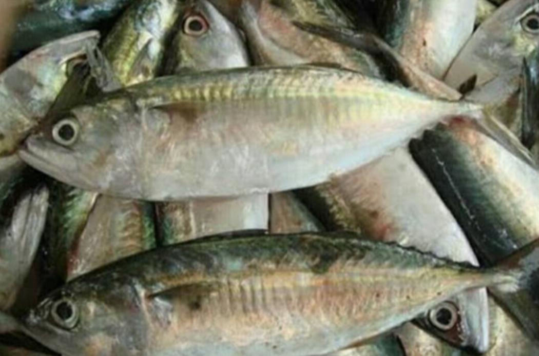 Ikan Salmon Mahal, Ahli Gizi: Ikan Kembung Juga Kaya Omega-3