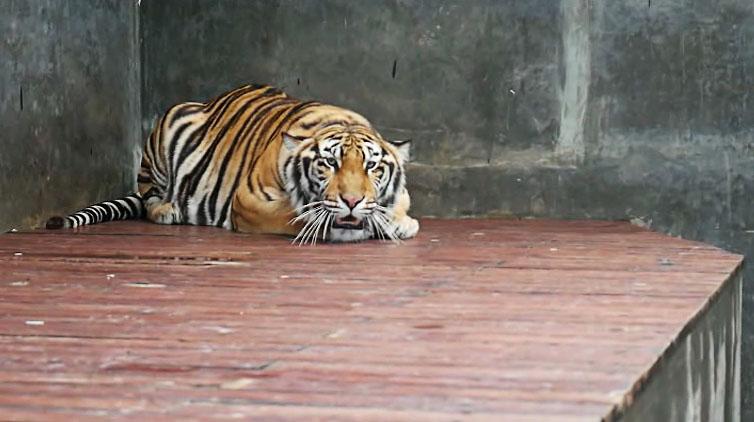   Ribuan Perempuan di Desa Ini Jadi Janda Gara-Gara Harimau