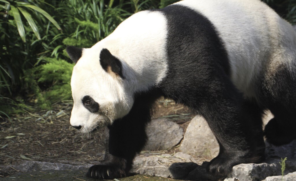Wabah Virus Corona, Kanada Pulangkan 2 Panda ke China