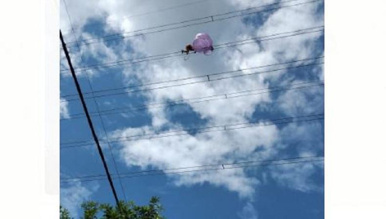 Aksi Berani Mati Petugas PLN di Madiun Evakuasi Balon Udara Nyangkut di Kabel Sutet