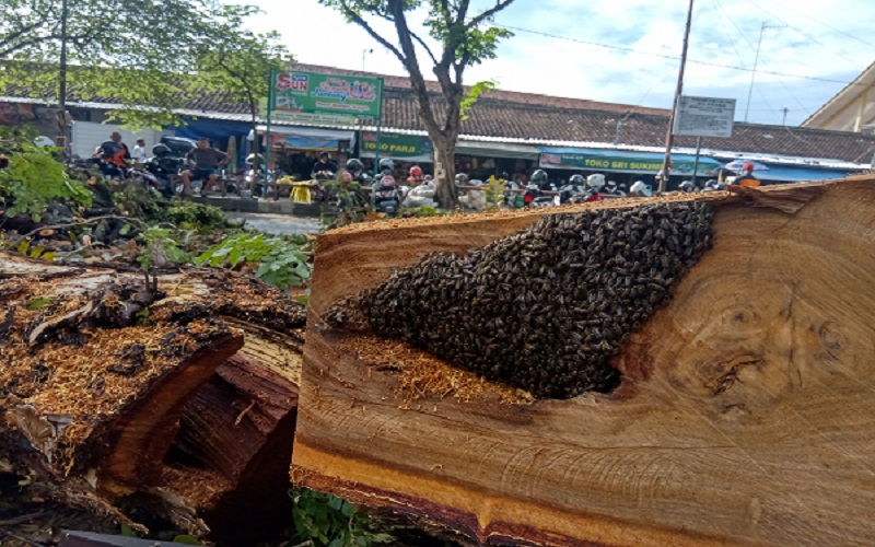 Ditebang, Pohon Berusia Ratusan Tahun di Pasar Bunder Sragen Jadi Sarang Tawon
