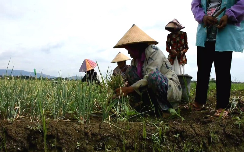 Temanggung Ingin Jadi Sentra Produksi Bawang Merah
