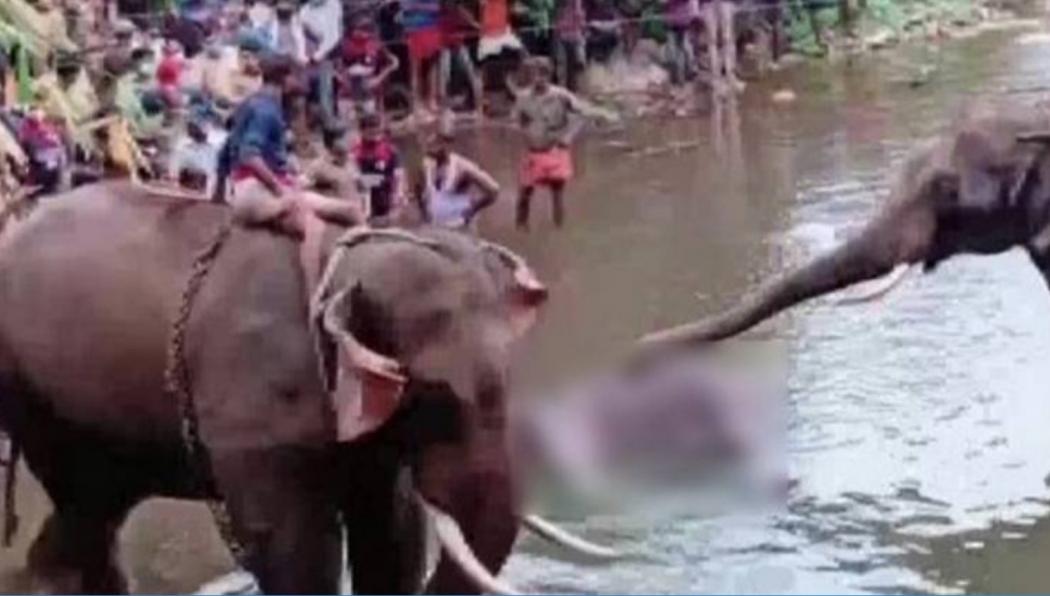 Pelaku Pembunuhan Gajah Pakai Petasan Ditangkap, Ini Motifnya