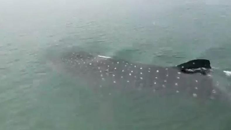 Puluhan Hiu Tutul Muncul di Laut Jawa Pasuruan, Warga Diminta Tak Ganggu dan Menangkap