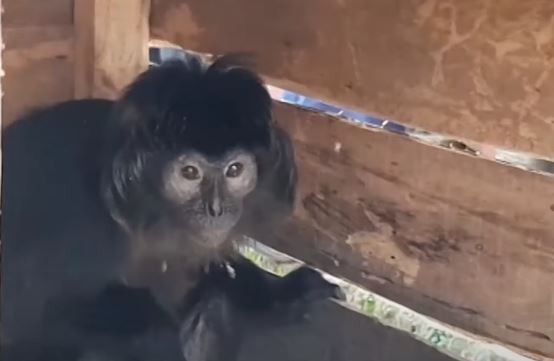 ProFauna Buka Sayembara Tangkap Pemburu Lutung Jawa di Gunung Butak
