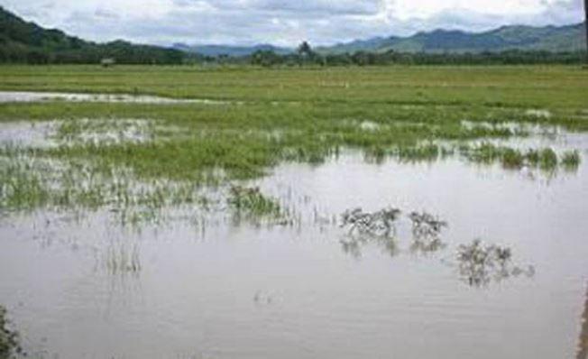 18.356 Hektare Lahan Pertanian di Kalsel Terancam Gagal Panen karena Banjir