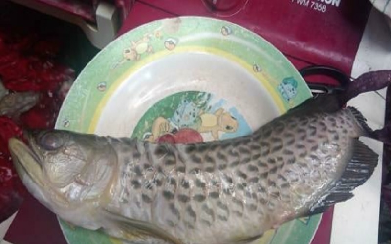 Viral Cerita Ikan Arwana Seharga Rp2 Juta Milik Pemuda Sukoharjo Digoreng Ayahnya
