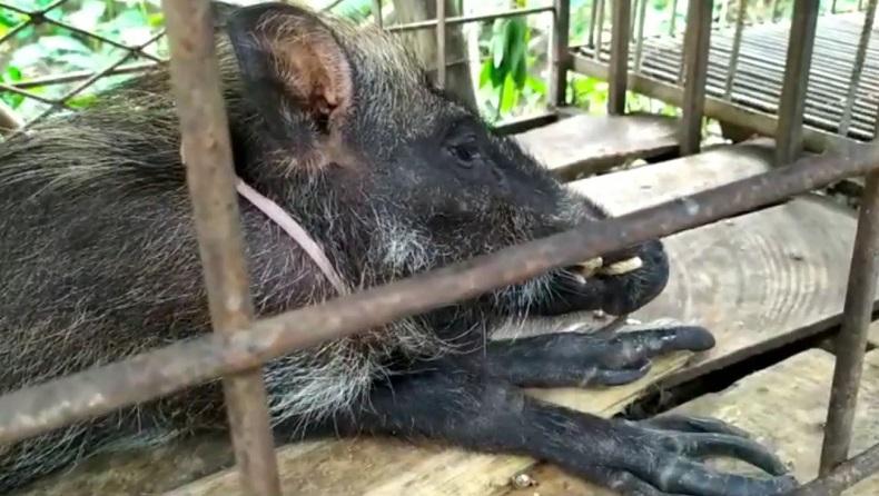 Unik, Babi Hutan Berjari Ada di Banyumas, Suka Makan Nasi dan Kopi