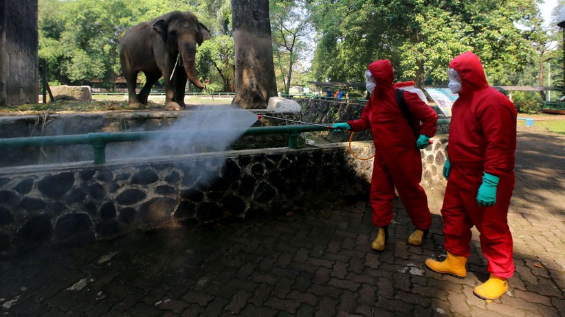 Taman Margasatwa Ragunan Kembali Dibuka Besok, hanya untuk Warga Jakarta