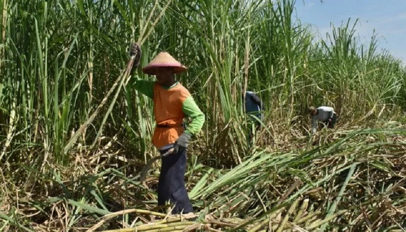 Holding Perkebunan Rombak Direksi 10 Anak Perusahaan Non-PTPN