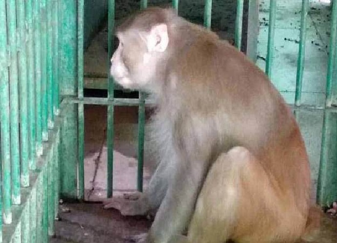 Serang 250 Orang di Bawah Pengaruh Alkohol, Monyet di India Dihukum Kurungan Seumur Hidup