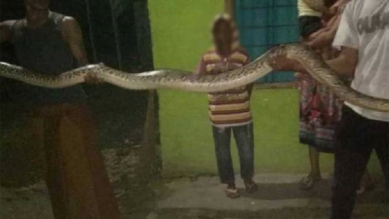 Geger, Warga Gowa Temukan Ular Piton 4 Meter Nyaris Masuk Rumah Warga