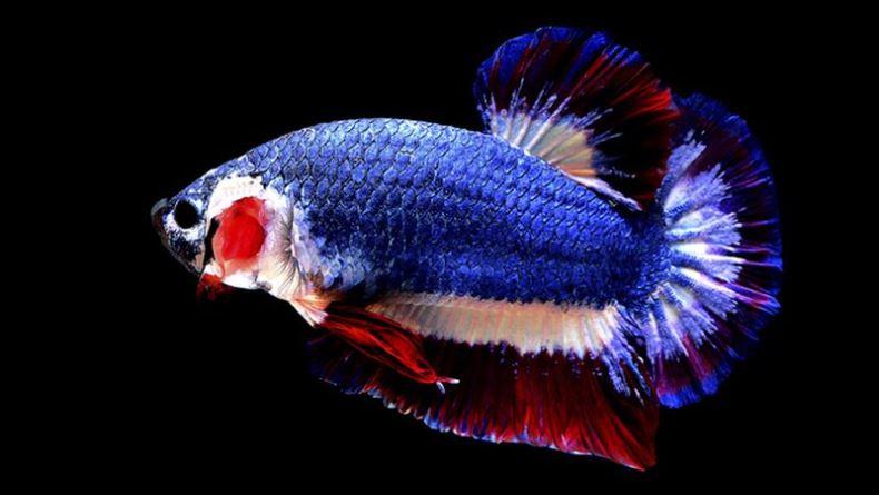 Menggiurkan, Bisnis Ikan Cupang Raih Untung Puluhan Juta Sebulan