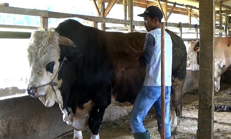 600 Warga Padang Akan Kebagian Daging Sapi Milik Presiden Jokowi