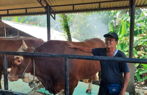 Sapi Presiden Jokowi Dipotong dan Dibagikan ke Warga Tak Mampu di Janeponto