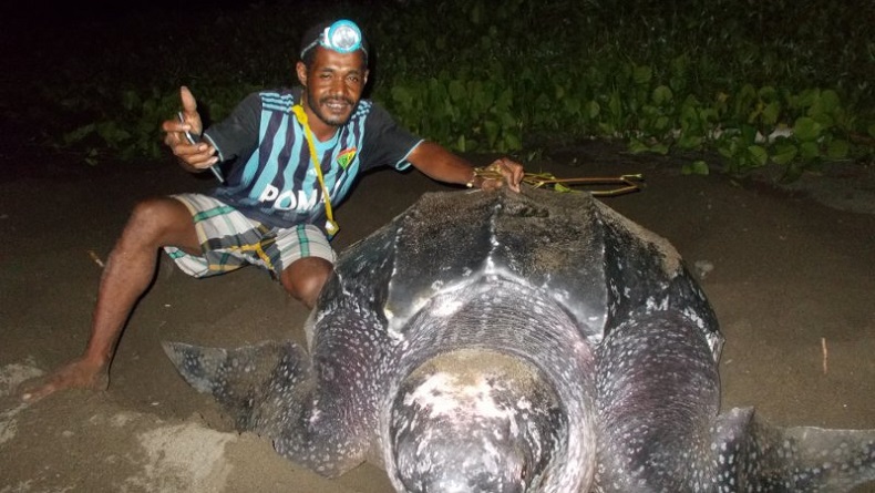 Wow, 5 Penyu Raksasa Bertelur di Pantai Raja Ampat