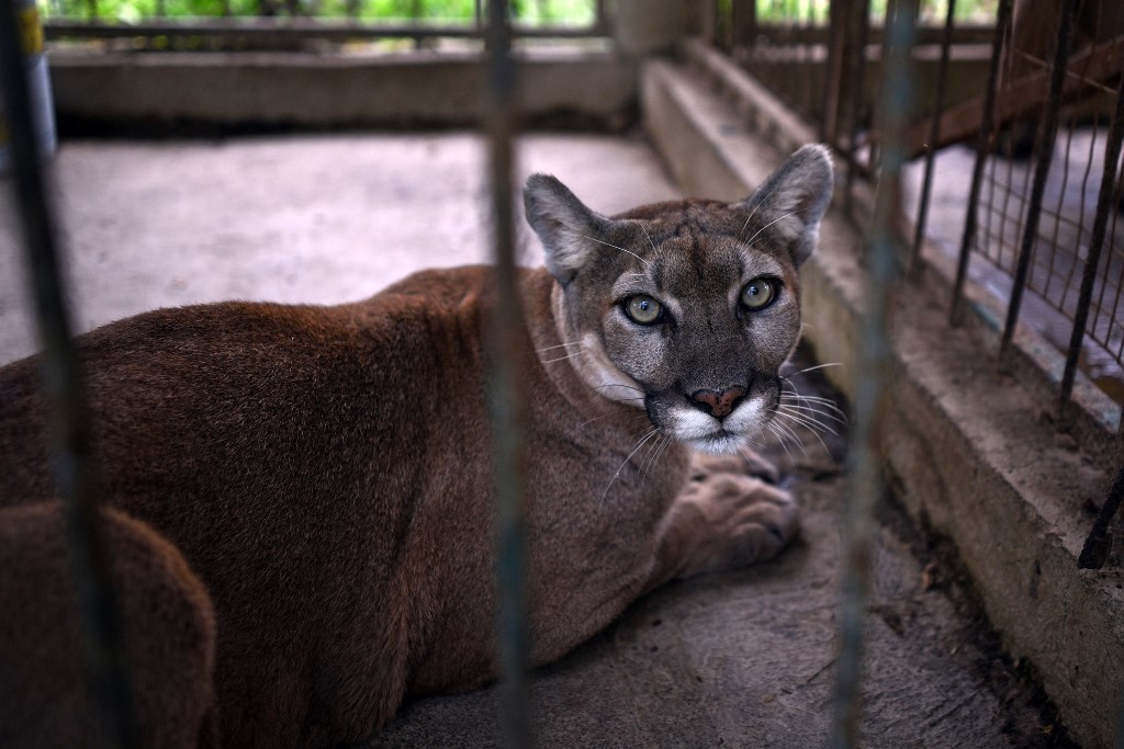 Lari ke Hutan Bersama Seekor Puma, Mantan Tentara Jadi Buronan Polisi