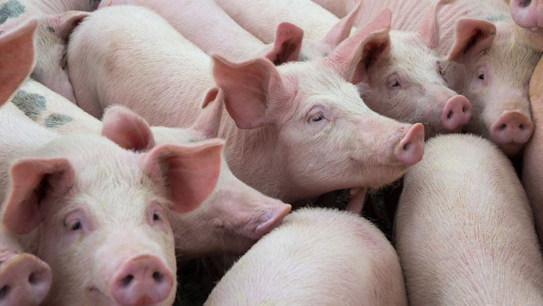 Virus Demam Babi, China Blokir Impor Daging Babi dari Jerman
