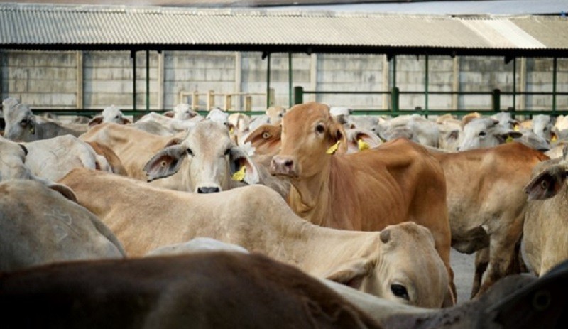Tekan Impor Daging, Mentan Ingin Buat 1.000 Desa Sapi