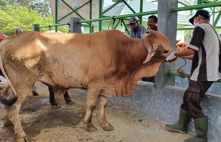 Keutamaan Berkurban di Hari Raya Idul Adha