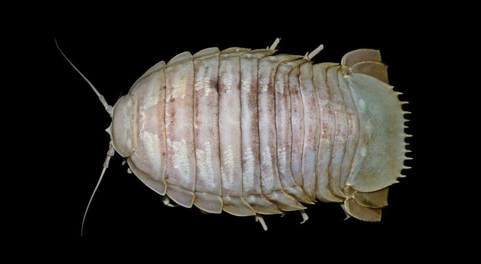 Ada Kecoak Laut Raksasa di Laut Dalam Indonesia