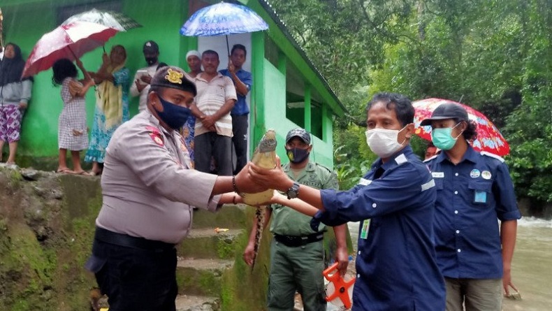 Sering Muncul di Sungai, Seekor Buaya Ditangkap dan Diserahkan Warga Ke BKSDA Maluku